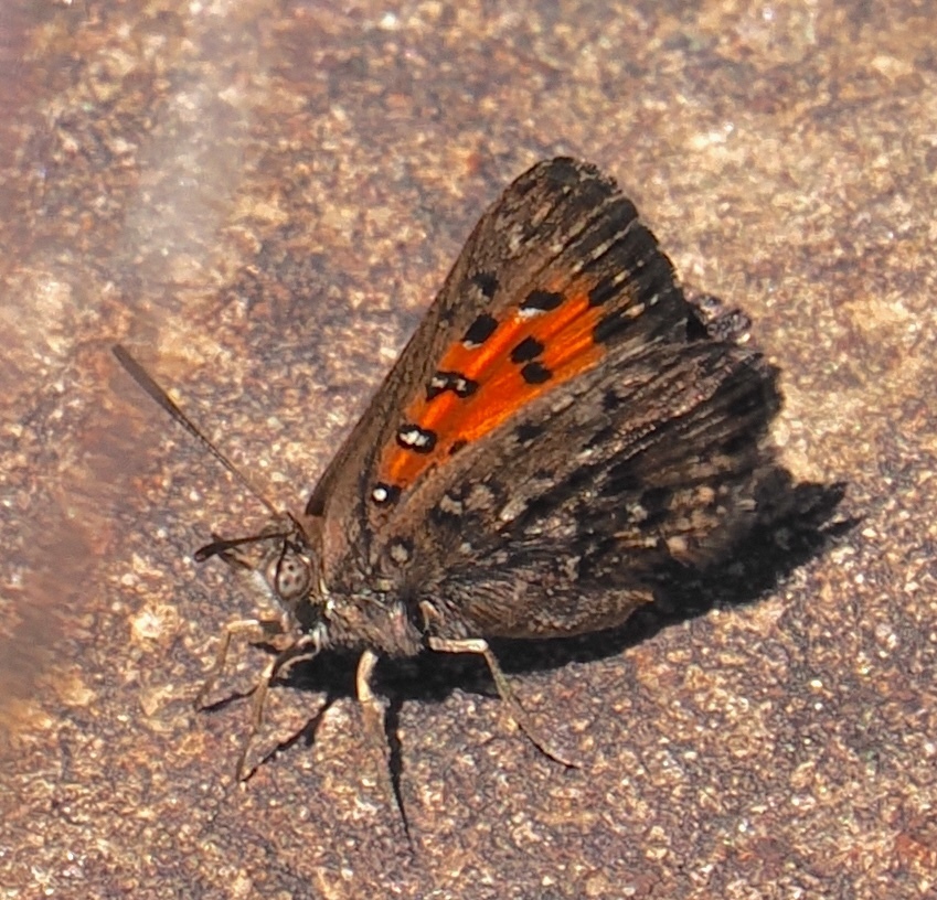 Riley's Copper