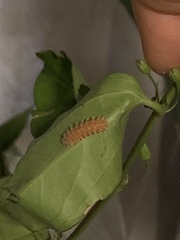 Disonycha quinquelineata