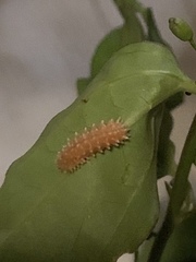 Disonycha quinquelineata