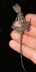 Enyalius catenatus