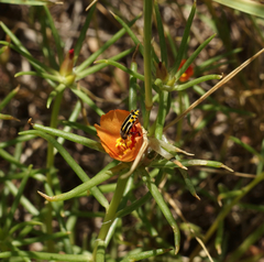 Portulaca suffrutescens