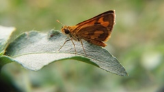 Taractrocera archias