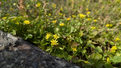 Lapsanastrum apogonoides iNat (1)