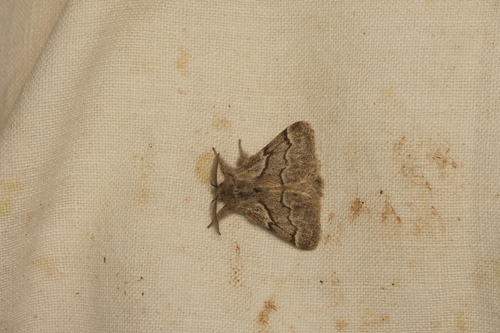 Trichiura crataegi