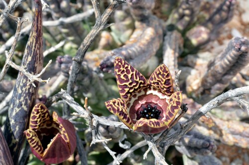 Tromotriche herrei