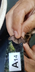 Chloreuptychia herseis