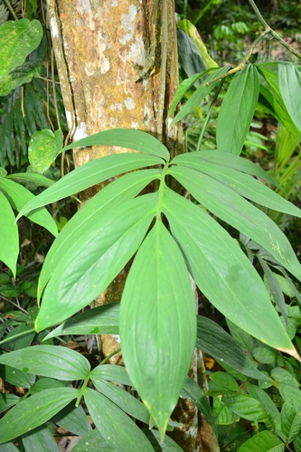 Amydrium zippelianum