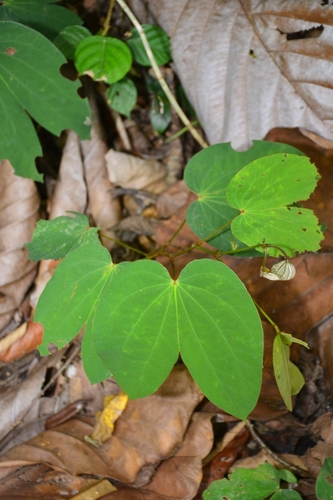 Bauhinia purpurea