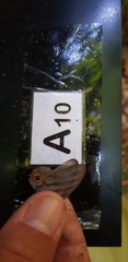 Chloreuptychia herseis