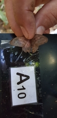 Chloreuptychia herseis