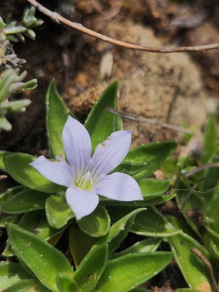 Northern Bergbell