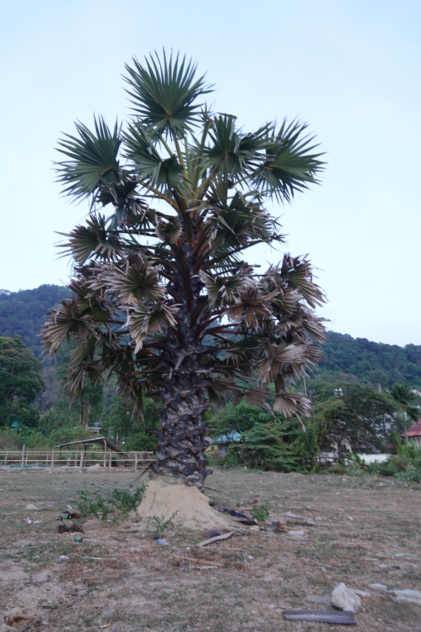 Imagem de Palmeira-talipot