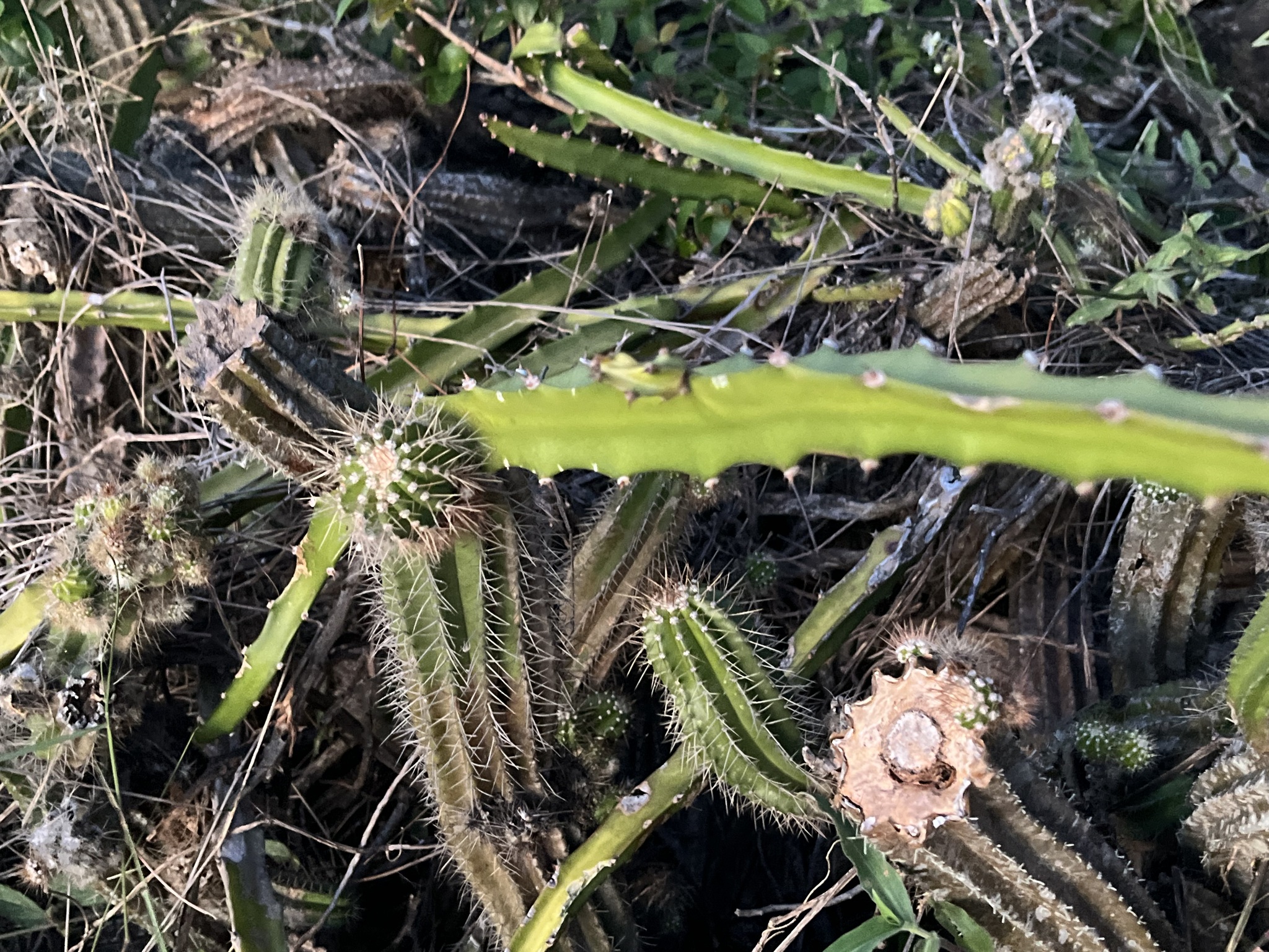 Imagem de Cacto-de-cesto
