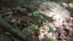 Galium uniflorum