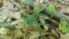 Galium uniflorum