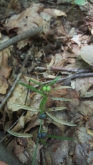 Galium uniflorum
