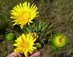 Grindelia lanceolata