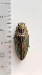 Chalcophora mariana massiliensis