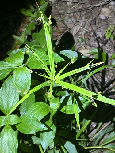 Tiririca