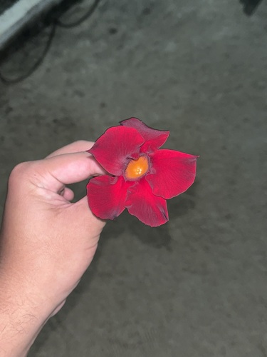 Foto de Dipladênia