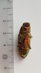 Chalcophora mariana massiliensis