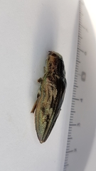 Chalcophora mariana massiliensis