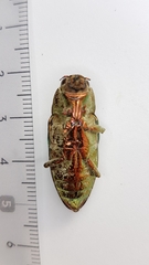 Chalcophora mariana massiliensis