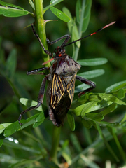 Pachylis neocalifornicus