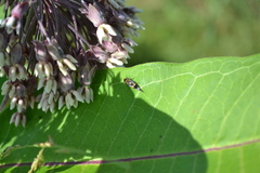 Hoshihananomia octopunctata