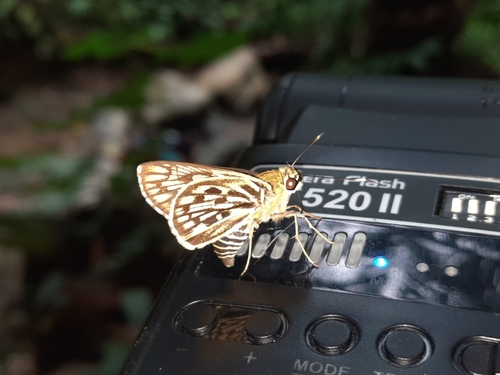 Plastingia tessellata