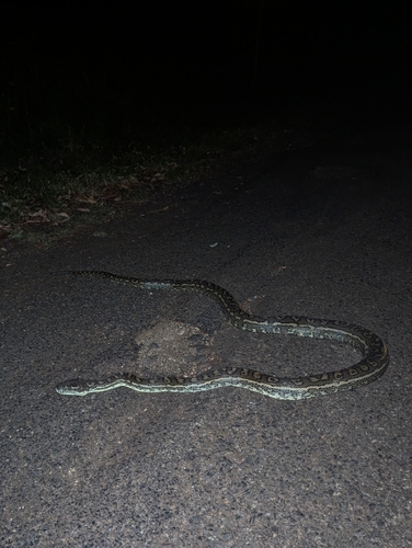 Coastal Carpet Python sighting