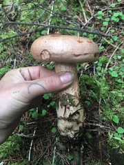 Lactarius rubrilacteus