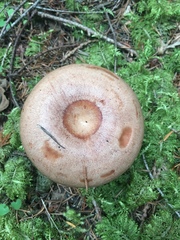 Lactarius rubrilacteus