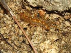 Scutigera linceci