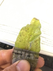 Potamogeton illinoensis