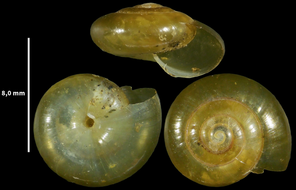 Morlina glabra glabra