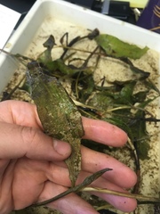 Potamogeton illinoensis