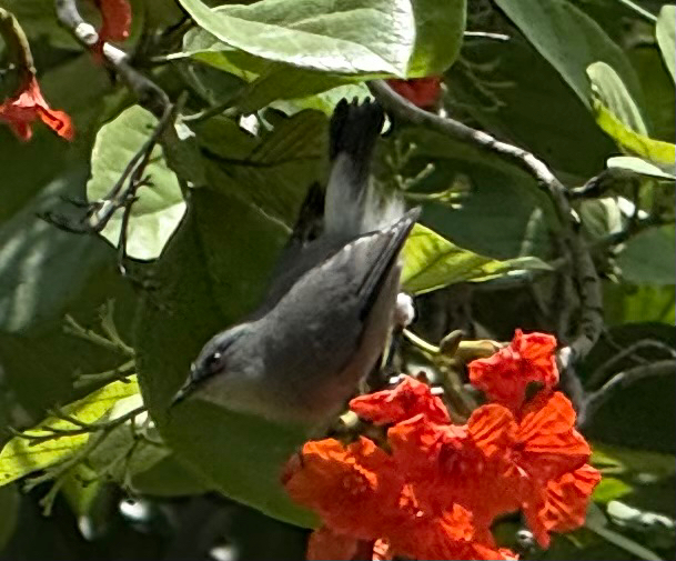 Mauritius Grey White-eye (Zosterops mauritianus), photo 3