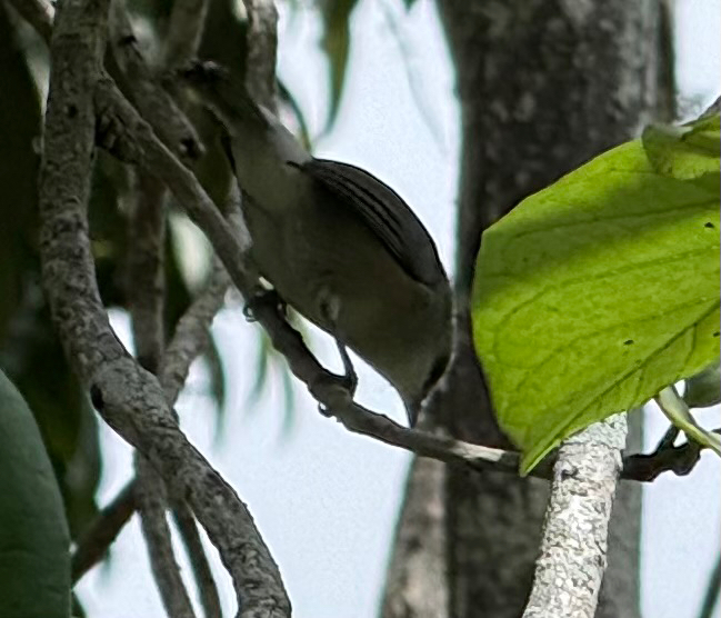 Mauritius Grey White-eye (Zosterops mauritianus), photo 4