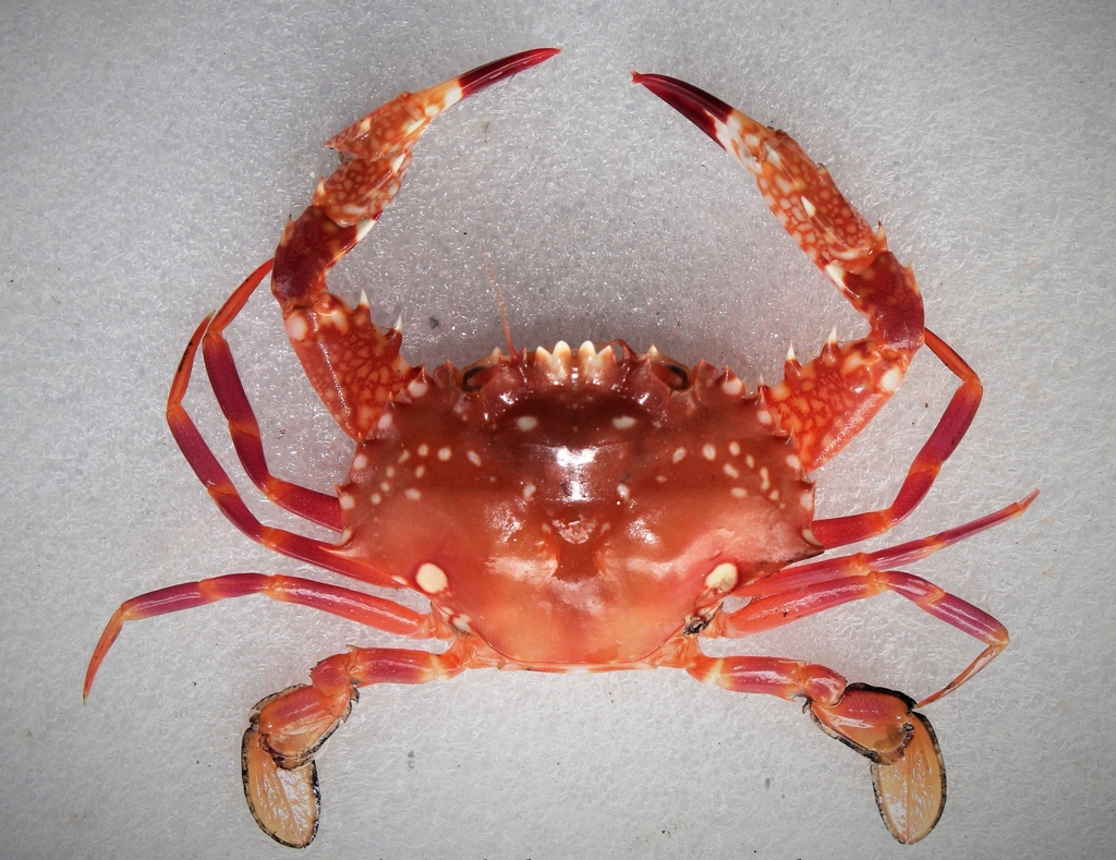 Charybdis riversandersoni