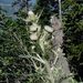 Hooker's Thistle - Photo (c) 2009 Barry Breckling, some rights reserved (CC BY-NC-SA)