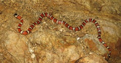 Lampropeltis knoblochi