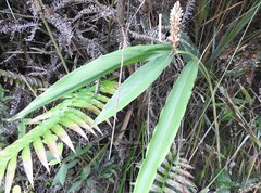 Alpinia stachyodes