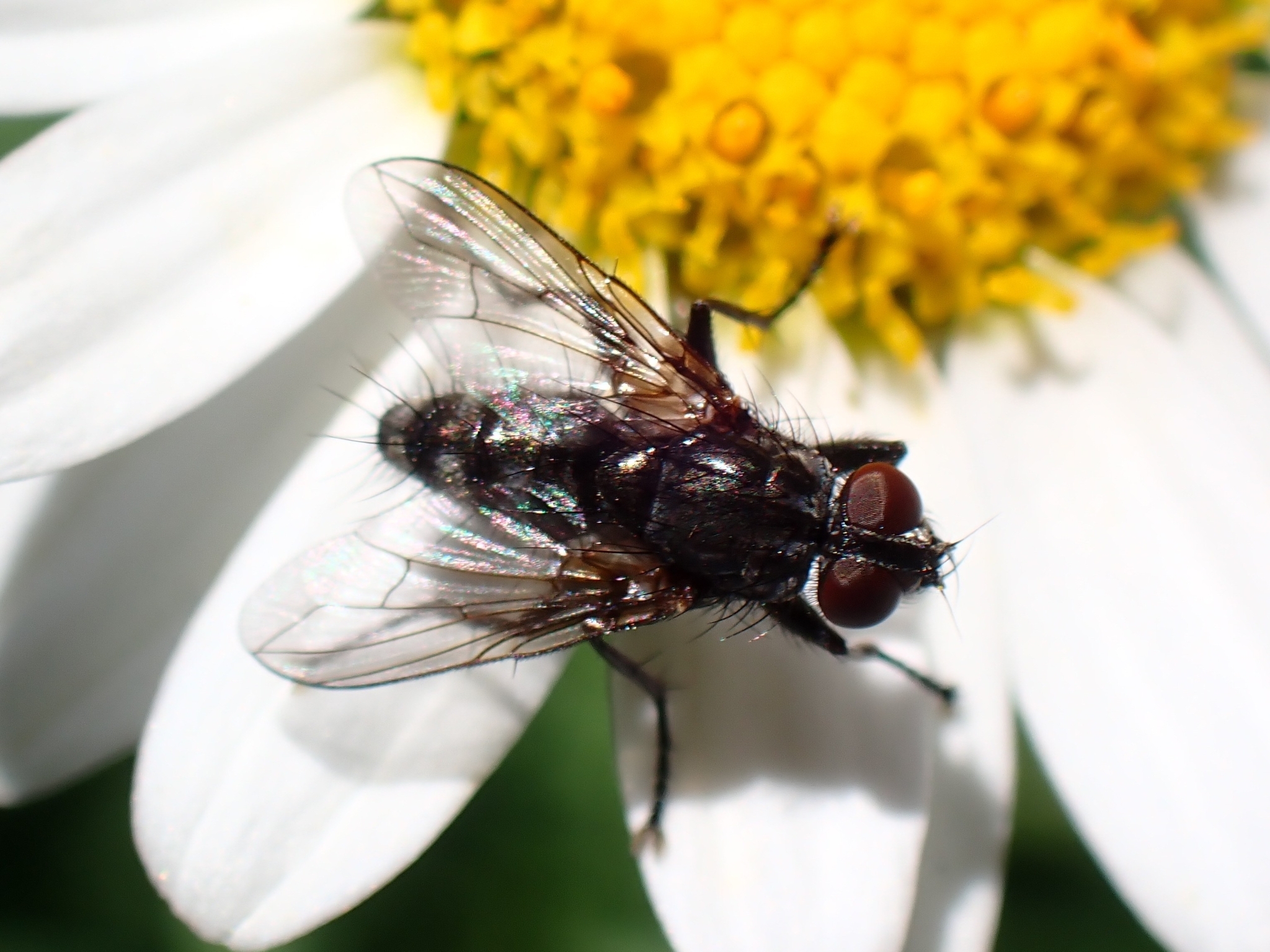 Phyto nigrobarbata