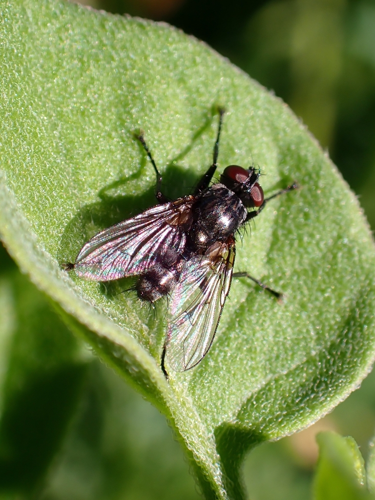 Phyto nigrobarbata