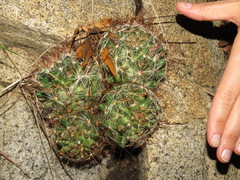 Mammillaria wrightii wilcoxii