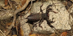 Mastigoproctus tohono
