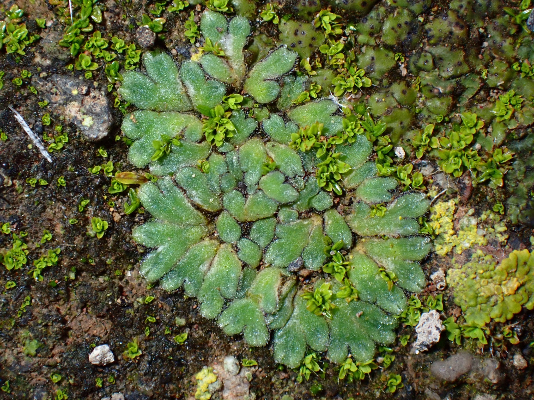 Riccia nigrella
