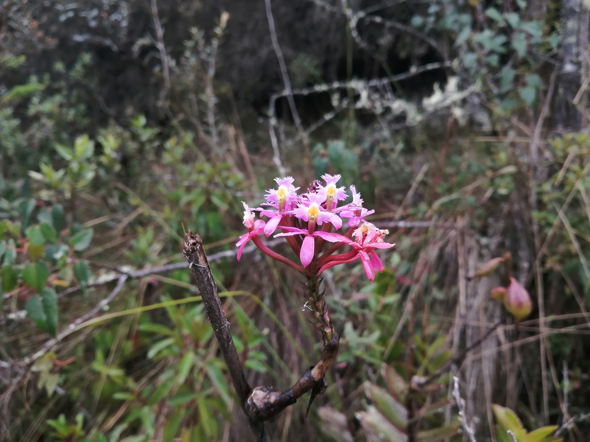 Imagem de Orquídea-rabo-de-gato