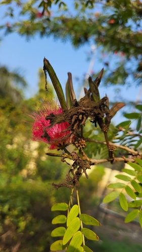 Image of Calliandra haematocephala by (c) D Defreese, some rights reserved (CC BY)